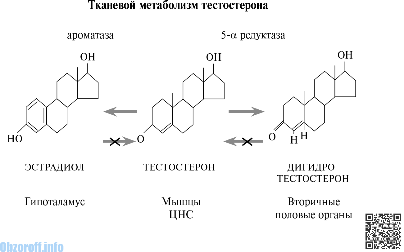 Metabolismo del testosterone