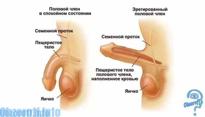 cum se restabilește o erecție a organelor genitale)