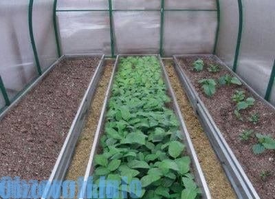 сравнение Biogrow con altri fertilizzanti